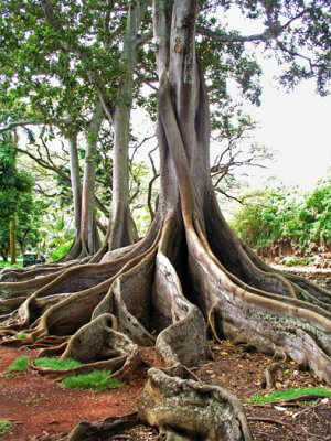 Moreton Bay Fig Tree, Allerton Garden