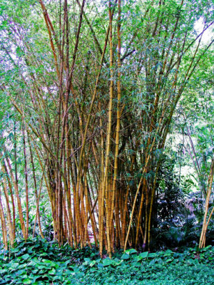 Bamboo, Allerton Garden
