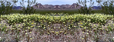 Spring Bloom, Death Valley, CA