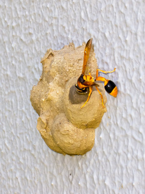 Orange Potter Wasp potting