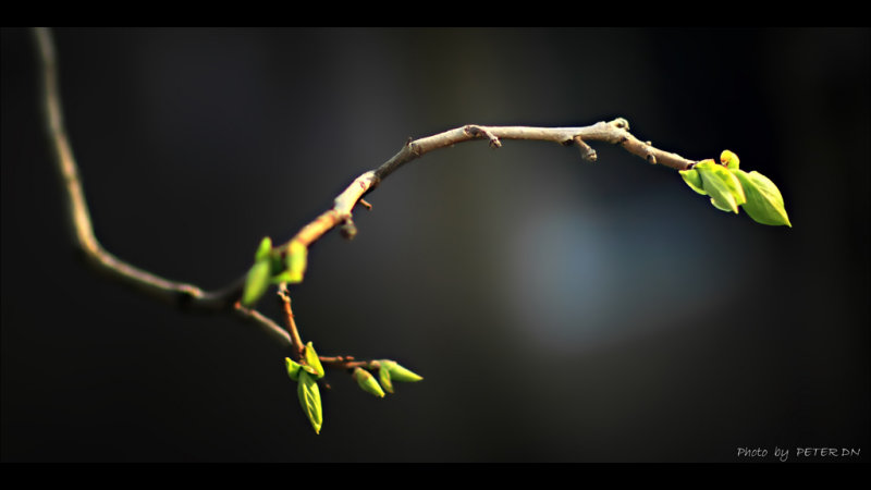 IMG_9299.jpg