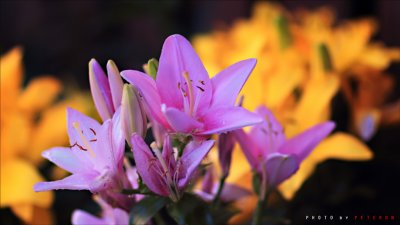 IMG_1382.jpg