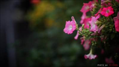IMG_1364.jpg