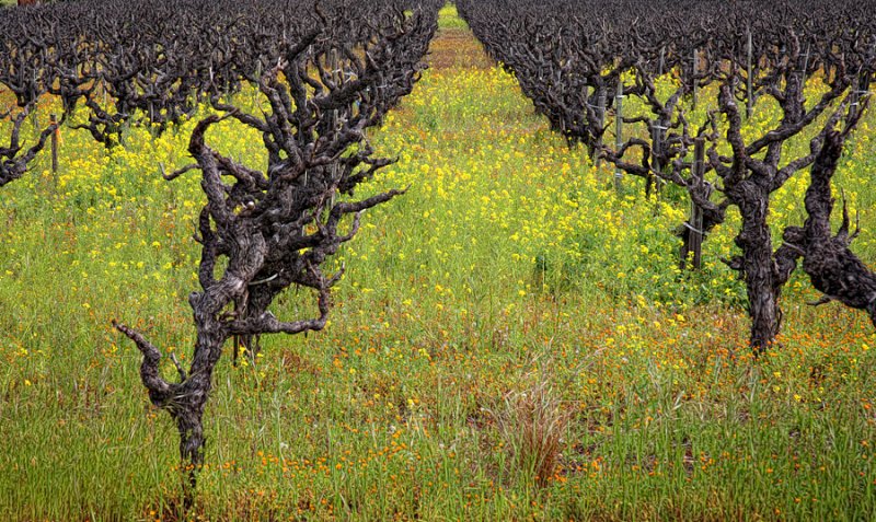 Old Vines and Mustard - Dry Creek Valley - Sonoma County, California