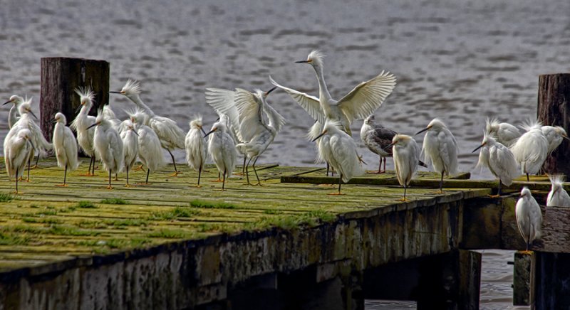  Egret Gathering - Bodega Bay, California