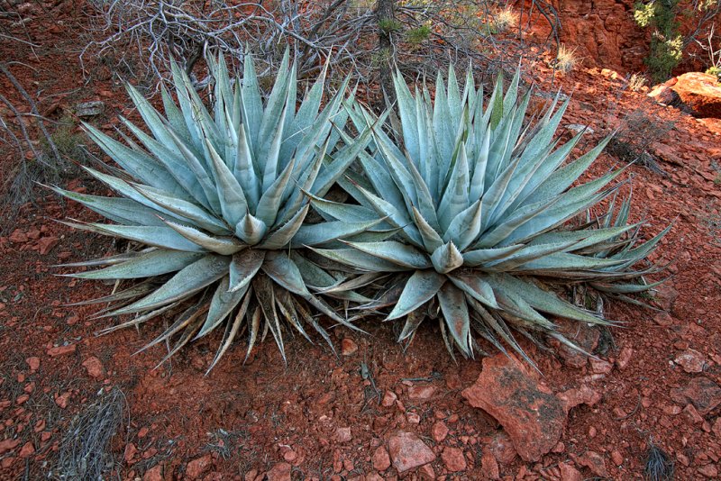 Agave - Sedona, Arizona