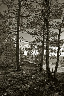 Woods Edge - Lake Superior - Michigan