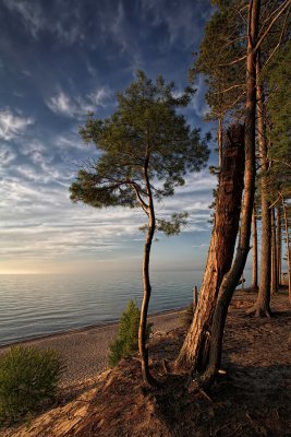 Sunset Pine - Lake Superior - Upper Michigan