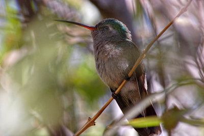 Hummingbird at Rest