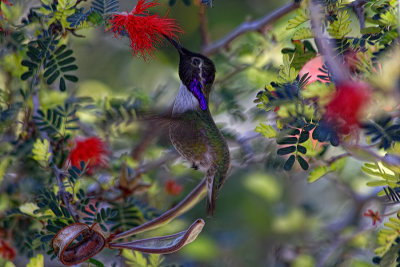 Costa's Hummingbird 