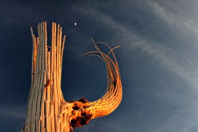 Saguaro Bones and Moon - Tucson Mountain Park - Tucson, Arizona