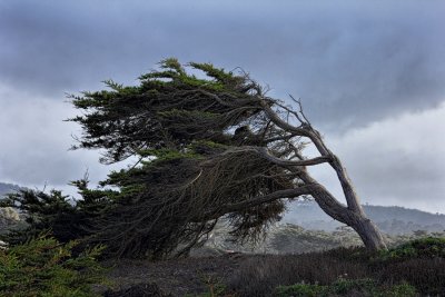 Windswept Tree - Pacific Grove, California