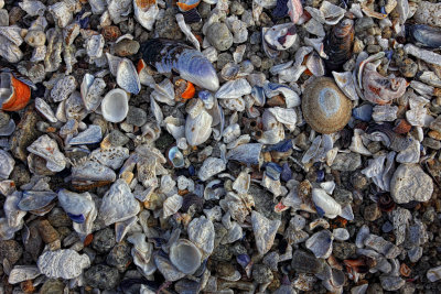 Shells - Pacific Grove, California