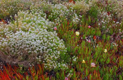 Sweet Allysum in Iceplant - Carmel by the Sea, California