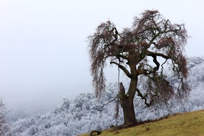 Snow and Tree - Carmel Valley Road - Monterey County, California