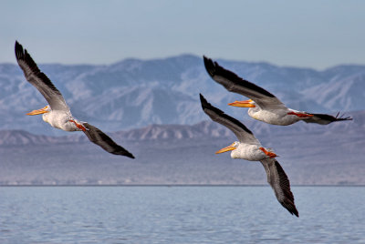White Pelicans - Salton Sea - California