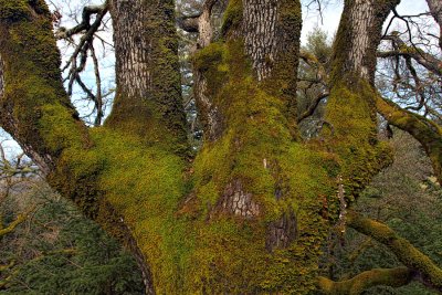 Live Oak and Moss