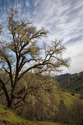 Oak and Moss, California