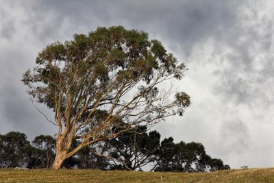 Tree on Hill - Coleman Valley Road - Sonoma County, California