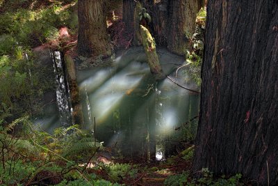 Pool  in Redwoods - Flooded Navaro River - California