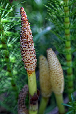 Horsetail Flower Spike - Big River Trail - Mendocino County, California