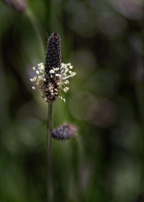 Flower Seedhead