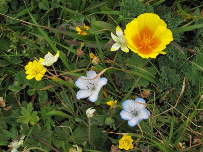 Wild Flowers - Sonoma Coast - California