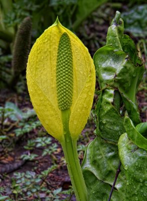 Skunk Cabbage Blossom - Oregon