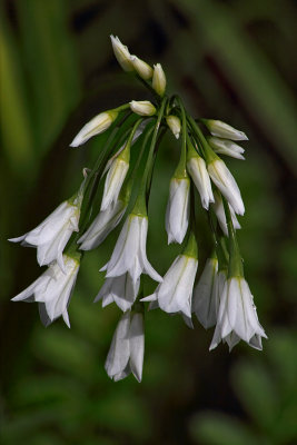 White Flowers - Yachats, Oregon