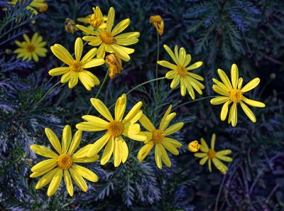 Yellow Flowers - Ojai, California