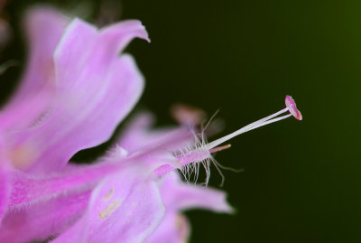 Bergamont  Flower