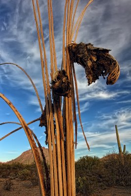Old Bones -Tucson Mountain Park, Arizona