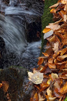 Wet Leaf - Goodman County Park - Marinette County, Wisconsin