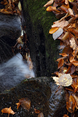 Fall Leaves - Goodman County Park - Marinette County, Wisconsin