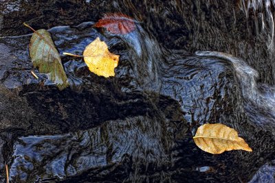 Leaves in Falls - Bagley Rapids - Marinette County, Wisconsin
