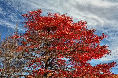 Red Tupelo Tree - Arboretum - Madison, Wisconsin