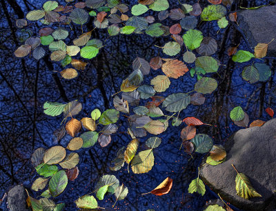 Pool of Leaves - Arboretum - Madison, Wisconsin
