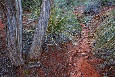Pines and Yuccas - Sedona, Arizona