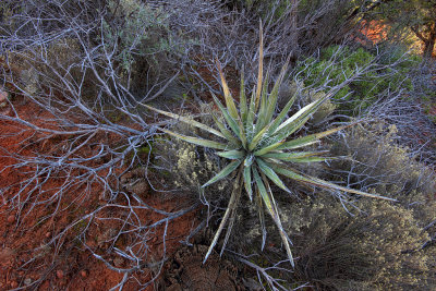 Yucca - Sedona, Arizona