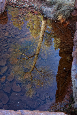 Tree Reflection - Wilson Canyon - Sedona, Arizona