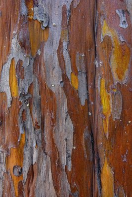  Cypress Bark - Wilson Canyon - Sedona, Arizona