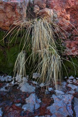 Grasses in Bank - Wilson Canyon - Sedona, Arizona