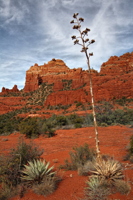 Agave in Red Rocks - Sedona, Arizona