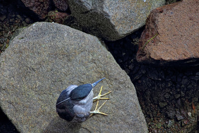 Black Crowned Night Heron - Morro Bay, California