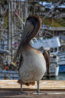 Immature Pelican - Morro Bay, California