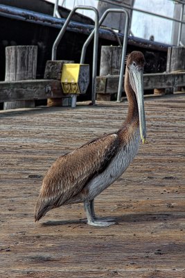 Fellow Traveler - Morro Bay, California
