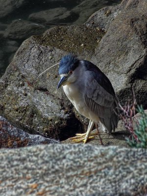 Black Crowned Night Heron - Morro Bay, California