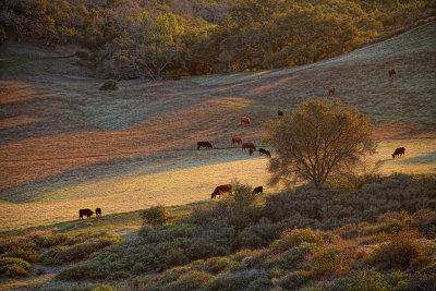Rural Scene - San Luis Obispo County, California