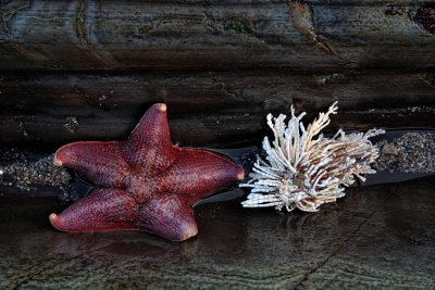 Starfish - Montana De Oro State Park, California