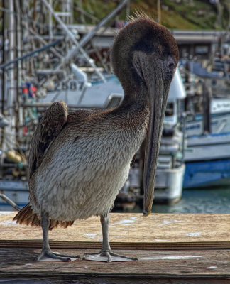 Brown Pelican - Morro Bay, California